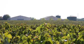 Cognac Chollet Cognac Chollet
