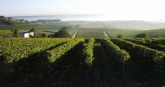 Tesseron Cognac Tesseron Cognac