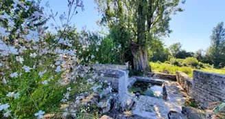 Lavoir des Godichauds Lavoir des Godichauds
