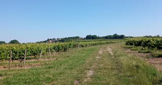 Circuit | Chemin des bergers | Châteauneuf-sur-Charente Circuit | Chemin des bergers | Châteauneuf-sur-Charente