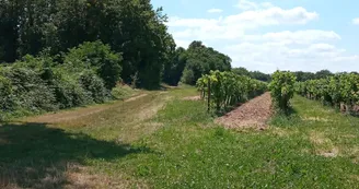 Circuit | Chemins en fins bois | Sigogne_Sigogne Circuit | Chemins en fins bois | Sigogne_Sigogne