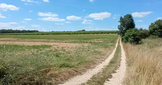 Circuit | Chemins en fins bois | Sigogne_Sigogne Circuit | Chemins en fins bois | Sigogne_Sigogne